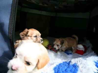 Bichon Havanais hvalpe hos Kennel Miki Nanoq